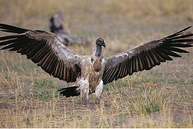 动作结合益智《铲子骑士：口袋地牢》现已上市